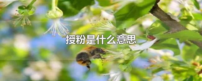授粉是什么意思 授粉是什么意思