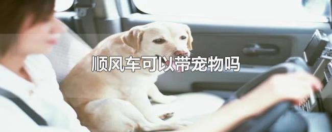 顺风车可以带宠物吗 顺风车可以带宠物吗