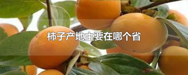 柿子产地主要在哪个省 柿子产地主要在哪个省