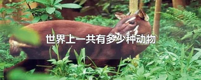世界上一共有多少种动物 世界上一共有多少种动物