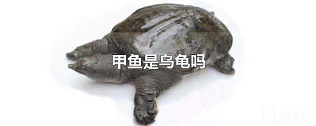 甲鱼是乌龟吗