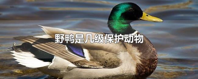 野鸭是几级保护动物