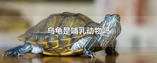 乌龟是哺乳动物吗