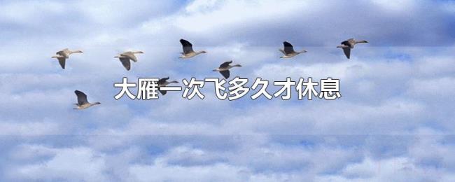 大雁一次飞多久才休息