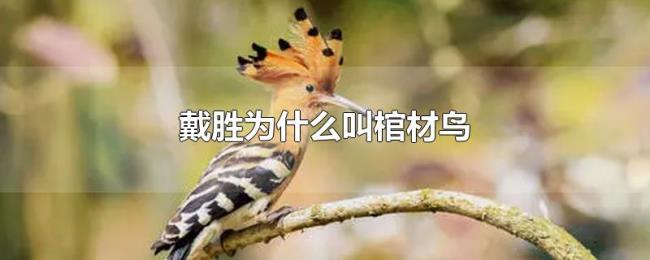 戴胜为什么叫棺材鸟 戴胜为什么叫棺材鸟