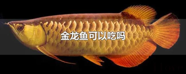 金龙鱼可以吃吗