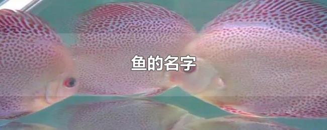 鱼的名字 鱼的名字