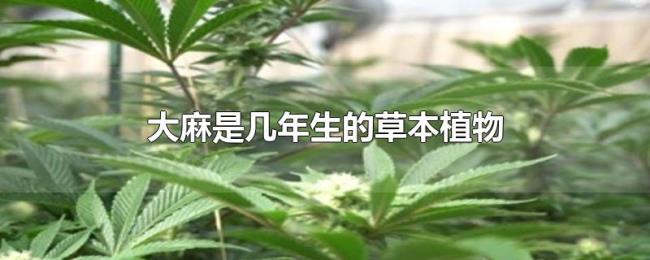 大麻是几年生的草本植物