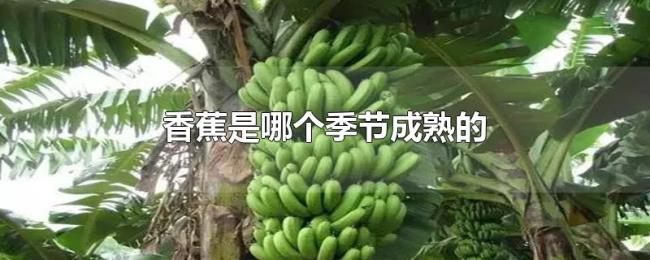 香蕉是哪个季节成熟的