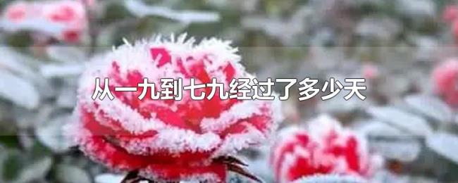 从一九到七九经过了多少天 从一九到七九经过了多少天