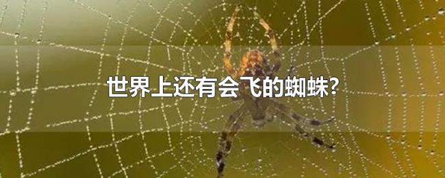 世界上还有会飞的蜘蛛? 世界上还有会飞的蜘蛛?