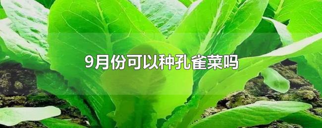 9月份可以种孔雀菜吗