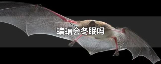 蝙蝠会冬眠吗 蝙蝠会冬眠吗