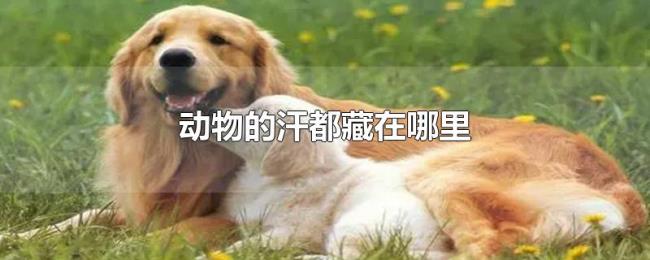 动物的汗都藏在哪里 动物的汗都藏在哪里