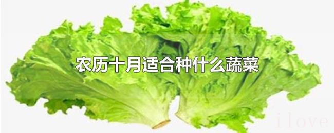 农历十月适合种什么蔬菜