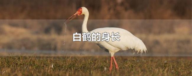 白鹤的身长