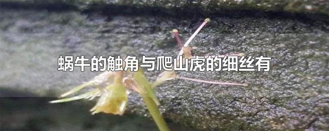 蜗牛的触角与爬山虎的细丝有什么相似之处 蜗牛的触角与爬山虎的细丝有什么相似之处