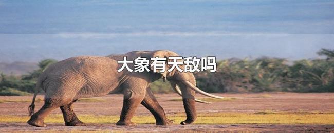 大象有天敌吗
