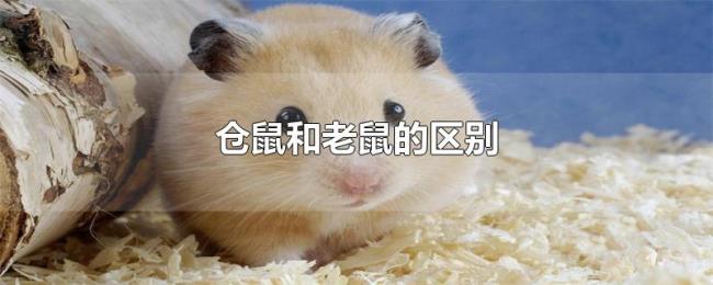 仓鼠和老鼠的区别