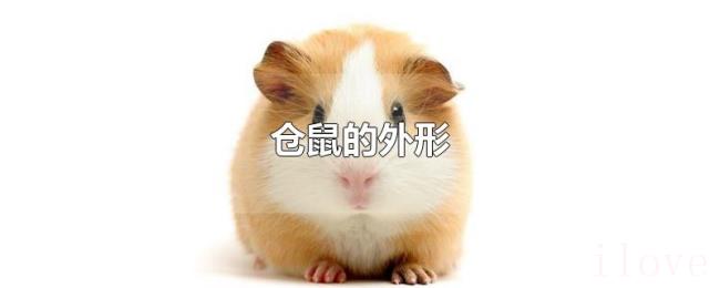 仓鼠的外形