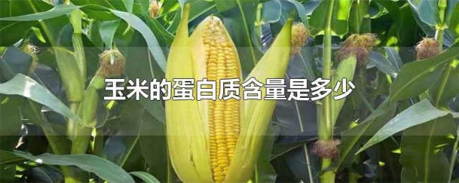 玉米的蛋白质含量是多少