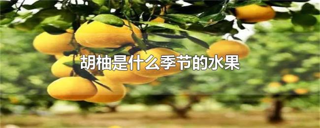 胡柚是什么季节的水果