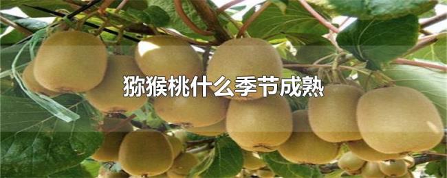 猕猴桃什么季节成熟 猕猴桃什么季节成熟