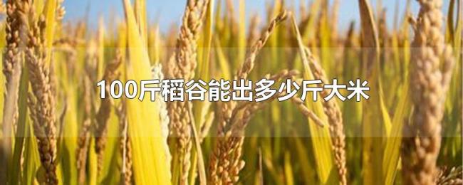 100斤稻谷能出多少斤大米