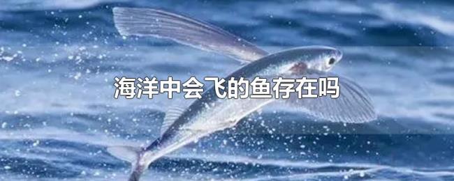 海洋中会飞的鱼存在吗 海洋中会飞的鱼存在吗