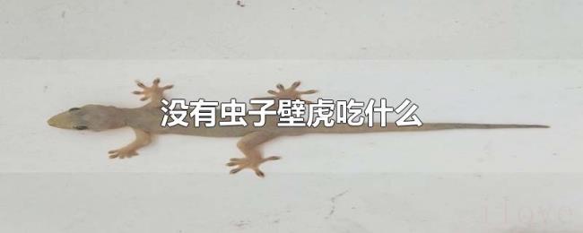 没有虫子壁虎吃什么 没有虫子壁虎吃什么
