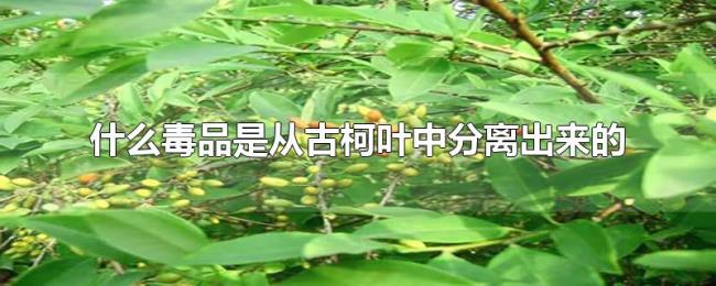 什么毒品是从古柯叶中分离出来的