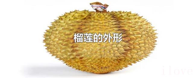 榴莲的外形