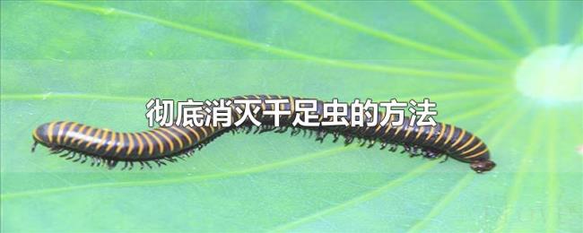 彻底消灭千足虫的方法