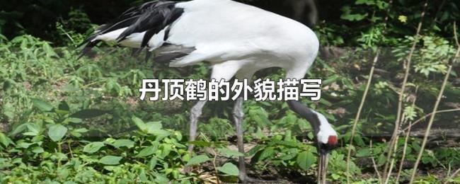 丹顶鹤的外貌描写