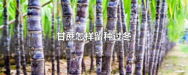 甘蔗怎样留种过冬