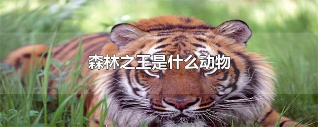 森林之王是什么动物 森林之王是什么动物