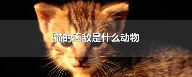 猫的天敌是什么动物 猫的天敌是什么动物