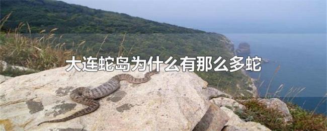 大连蛇岛为什么有那么多蛇