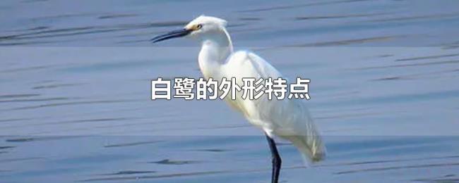 白鹭的外形特点 白鹭的外形特点