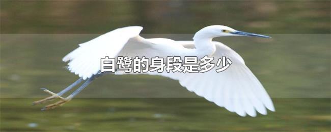 白鹭的身段是多少