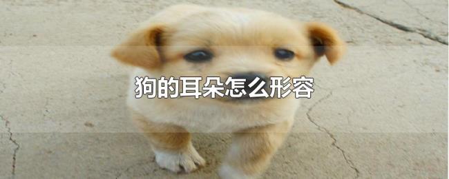 狗的耳朵怎么形容