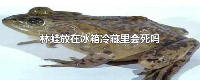 林蛙放在冰箱冷藏里会死吗 林蛙放在冰箱冷藏里会死吗