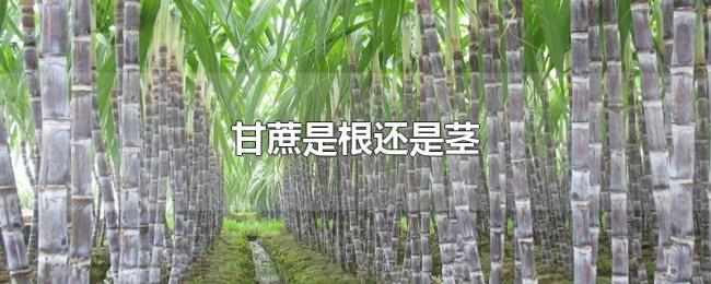 甘蔗是根还是茎