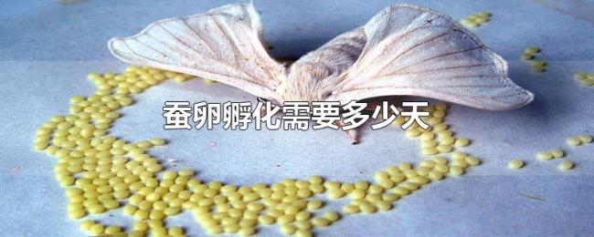 蚕卵孵化需要多少天