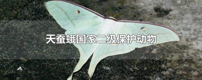 天蚕蛾国家二级保护动物