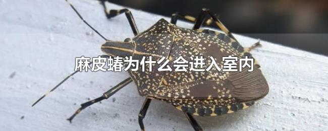 麻皮蝽为什么会进入室内 麻皮蝽为什么会进入室内