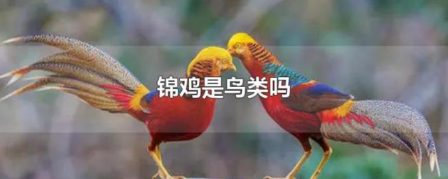 锦鸡是鸟类吗