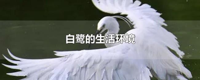 白鹭的生活环境 白鹭的生活环境