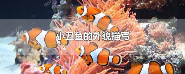小丑鱼的外貌描写