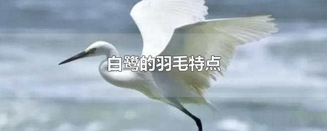 白鹭的羽毛特点